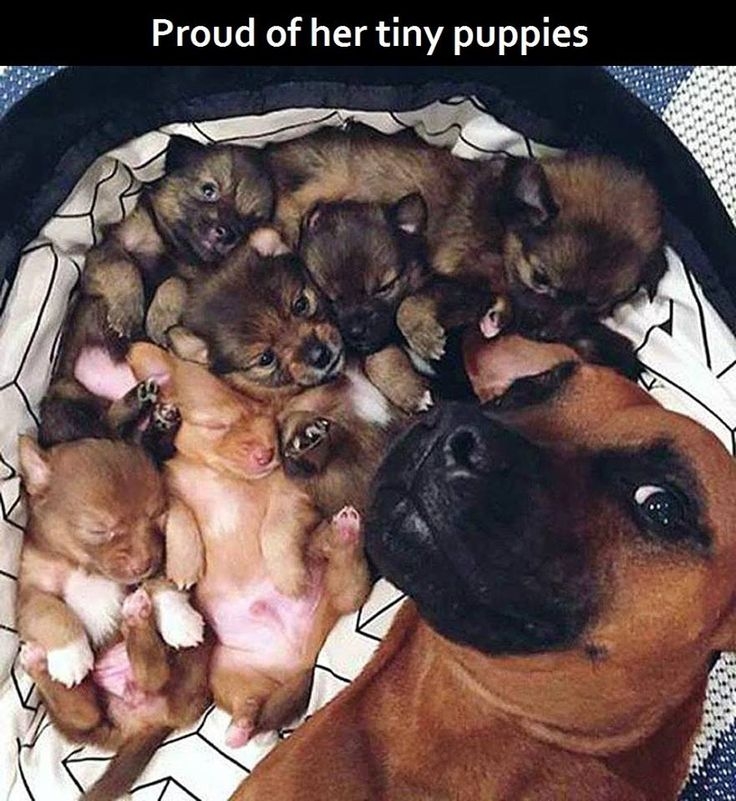 Petsmart Coupon Code 10 00 Off Printable Printable Word Searches